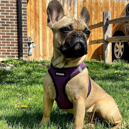 Best Pet Supplies Voyager Step-in Air Harness - Image 7