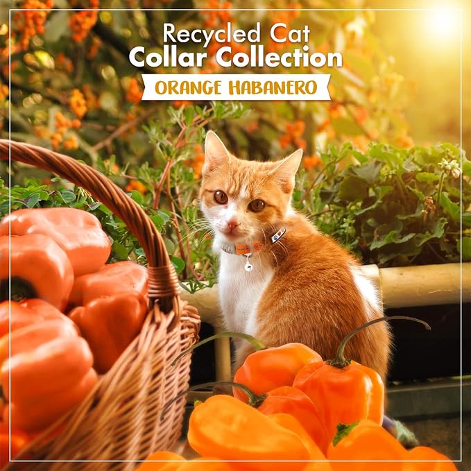 Pawtitas Recycled Orange Reflective Cat Collar – Eco-Friendly Breakaway Safety - Image 9
