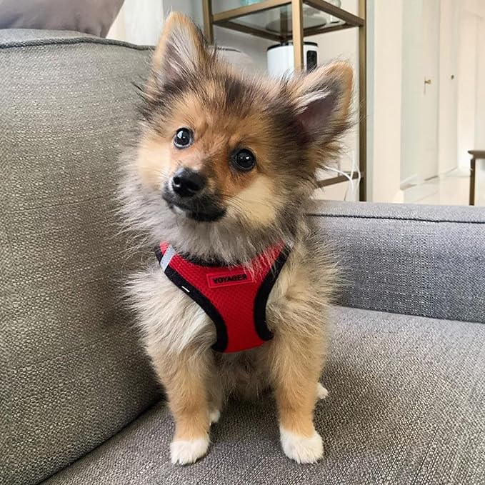 Best Pet Supplies Voyager Step-in Air Harness - Image 7