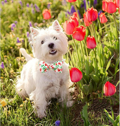 Lionheart glory Dog Collar Bow Collar Floral Dog Collar - Image 5