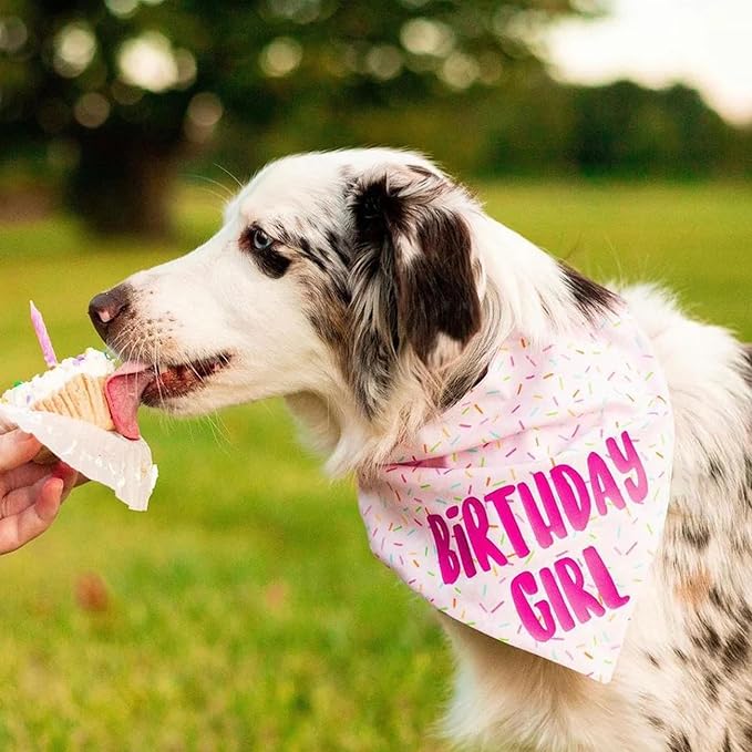 Birthday Girl Dog Bandanas 1 Pack, HBD Pet Scarves - Image 3
