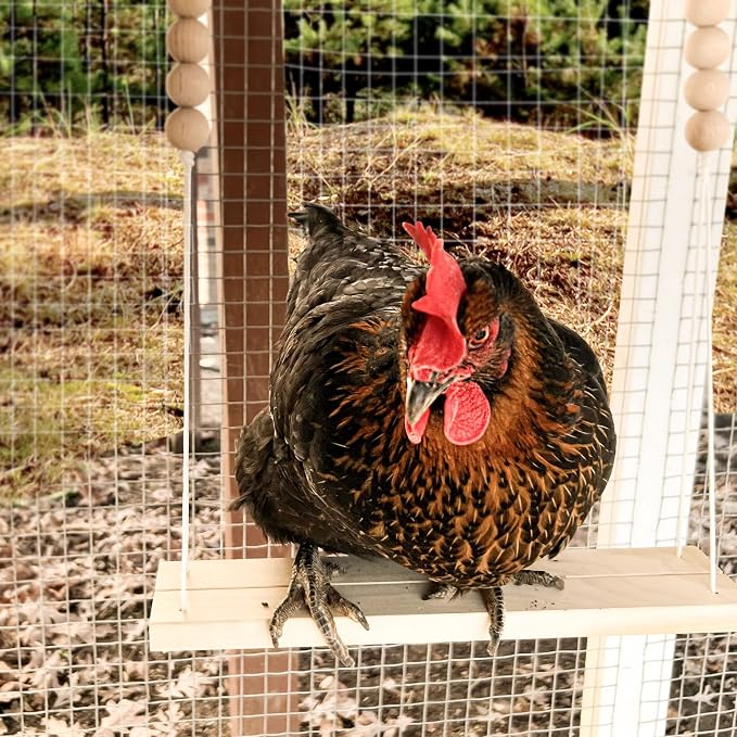 Chicken Swing Toy for Coop Handmade in USA Natural Safe Wooden Accessories - Image 6