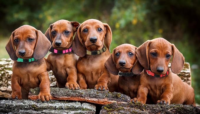 Puppy Collars for Litter, Puppy Collars for Small Puppies Soft Nylon Safety - Image 8