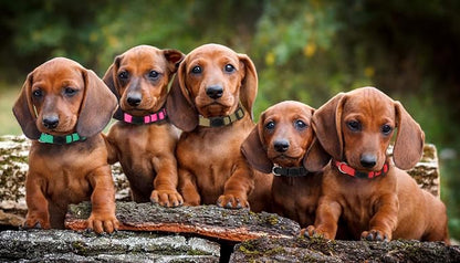 Puppy Collars for Litter, Puppy Collars for Small Puppies Soft Nylon Safety - Image 6