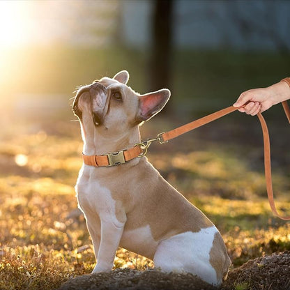 Didog Soft PU Leather Dog Collar, Stylish Quick Released Dog Collars - Image 3