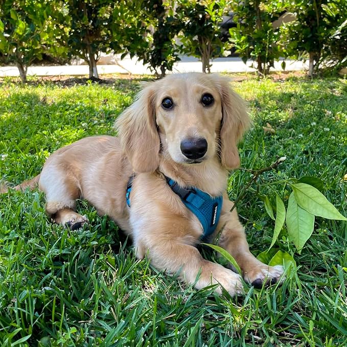 Voyager Step-in Pet Harness - Image 8