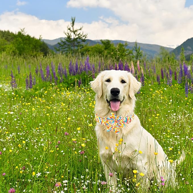 Lionheart glory Dog Collar - Image 6