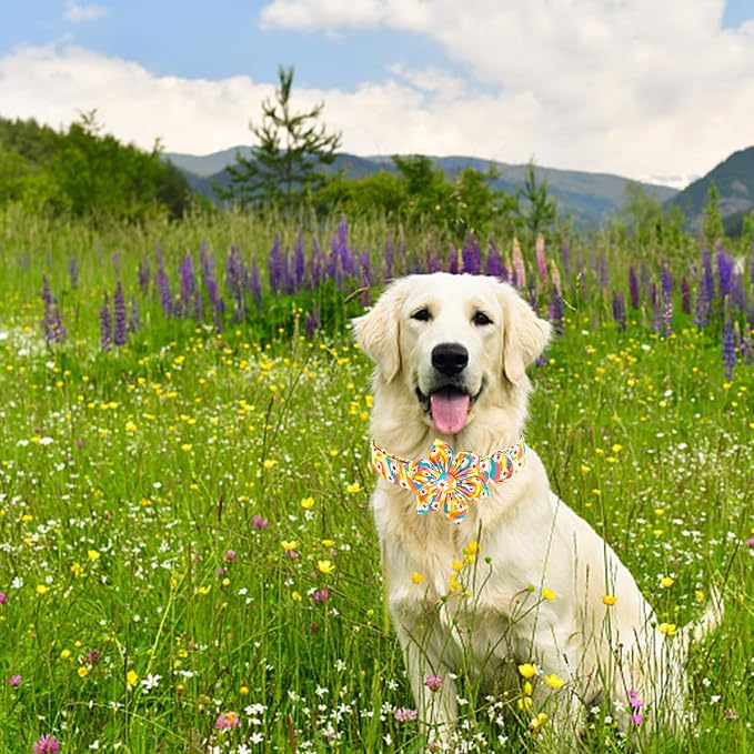 Lionheart glory Dog Collar - Image 6