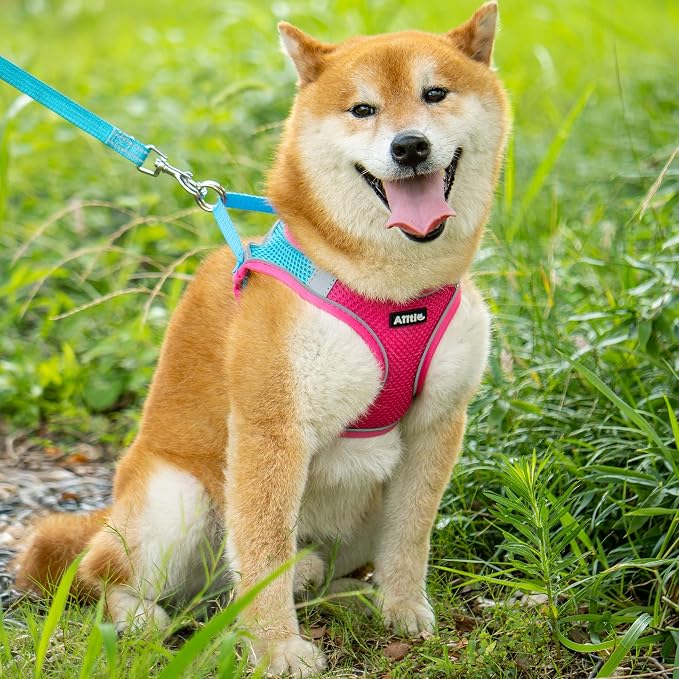 AIITLE Small Harness for Puppy - Image 8