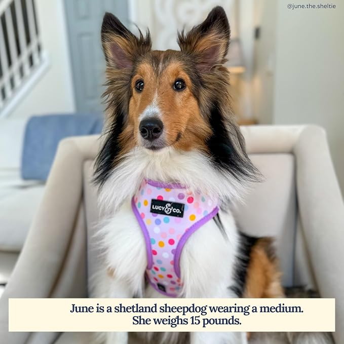 Lucy & Co. Cute Reversible Dog Harness Walking Halter - Image 5