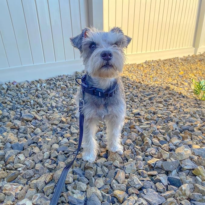 Best Pet Supplies Voyager Reflective Dog Leash or Collar - Image 4