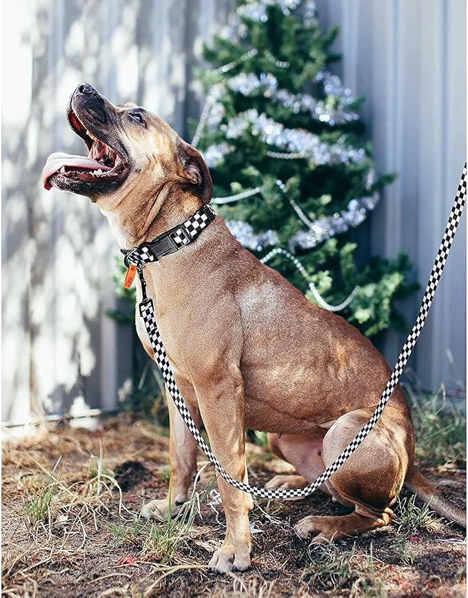 Roses&Poetry Dog Collar with Colourful Checkered Patterns, Adjustable Durable - Image 5