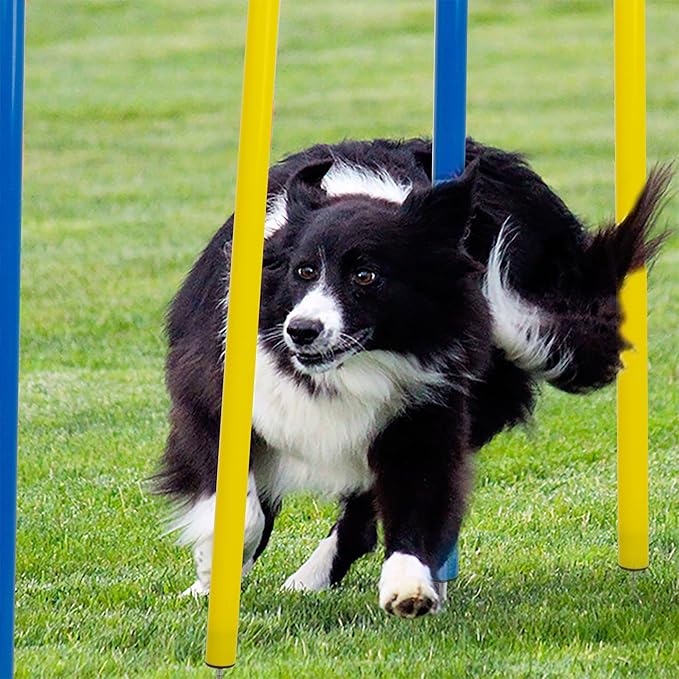 Pet Prime Dog Agility Training Equipment - Image 6