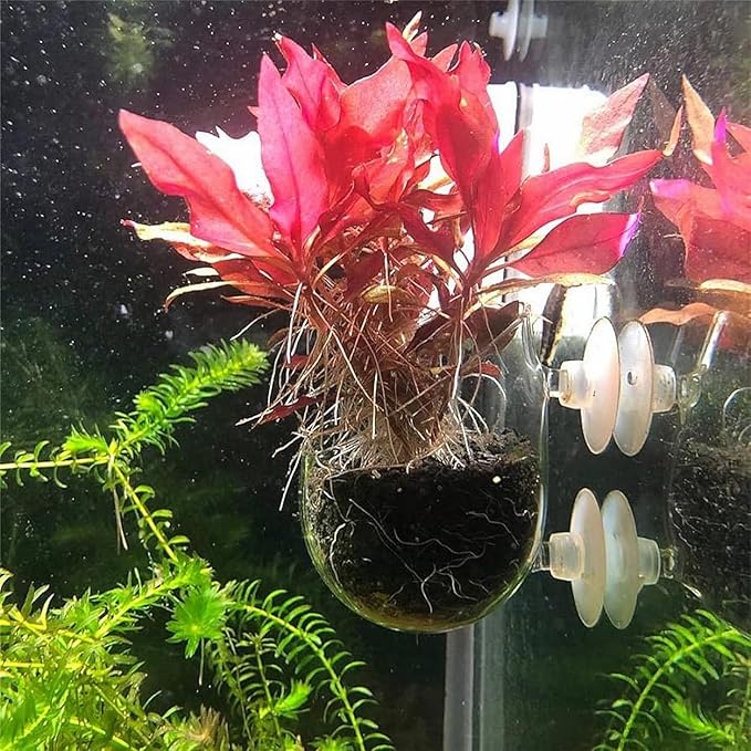 2 PCS Aquarium Plant Holder Top Hanging Fish Tank Plant Pot Aquarium Planter - Image 6