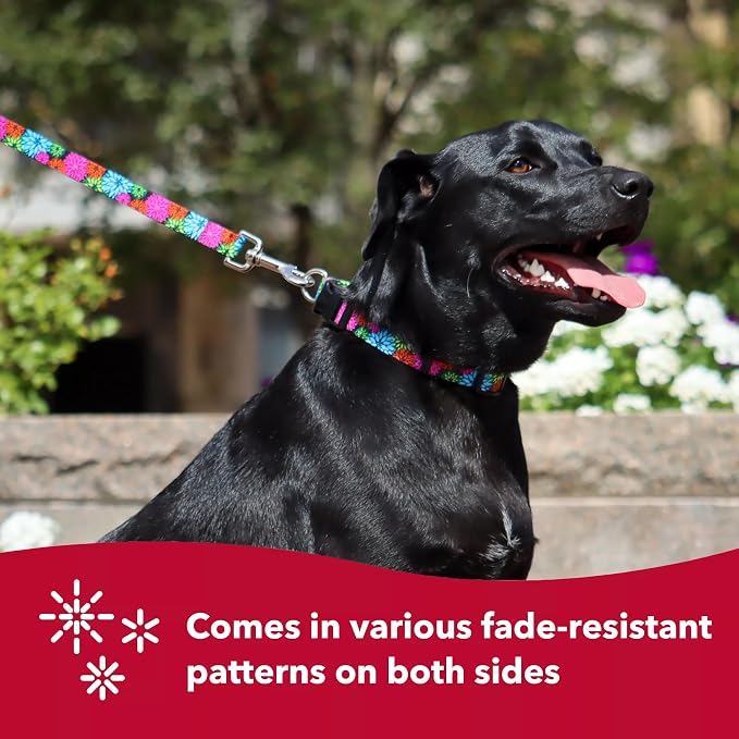 Coastal Pet Styles Adjustable Dog Collar - Image 5