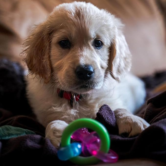 Nylabone Puppy Pacifier Chew Toy, Teething Toys - Image 6