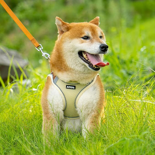 AIITLE Step in Dog Harness and Leash Set - Image 2
