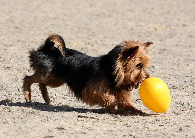 Jolly Pets Jolly Egg Dog Toy, 8 Inches/Medium - Image 2