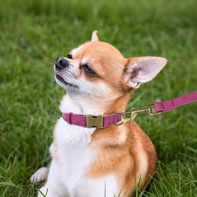 Didog Soft PU Leather Dog Collar, Stylish Quick Released Dog Collars - Image 3