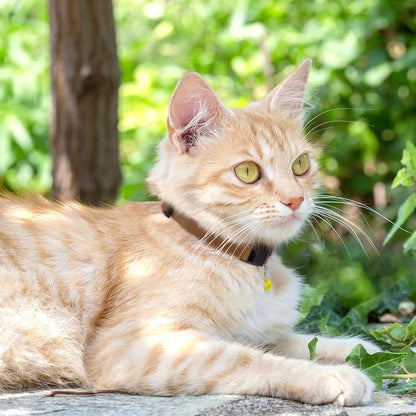Breakaway Cat Collar with Bell - Image 6