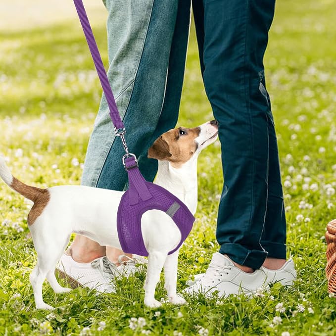 PUPTECK Adjustable Dog Harness Collar and Leash Set Step in No Pull Pet Harness - Image 7