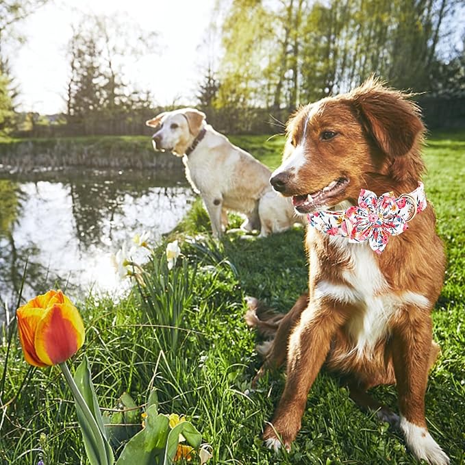 Lionheart Glory Floral Dog Collar - Image 4