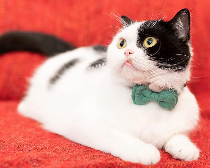 Collar for Cat Pet Breakaway - Image 4