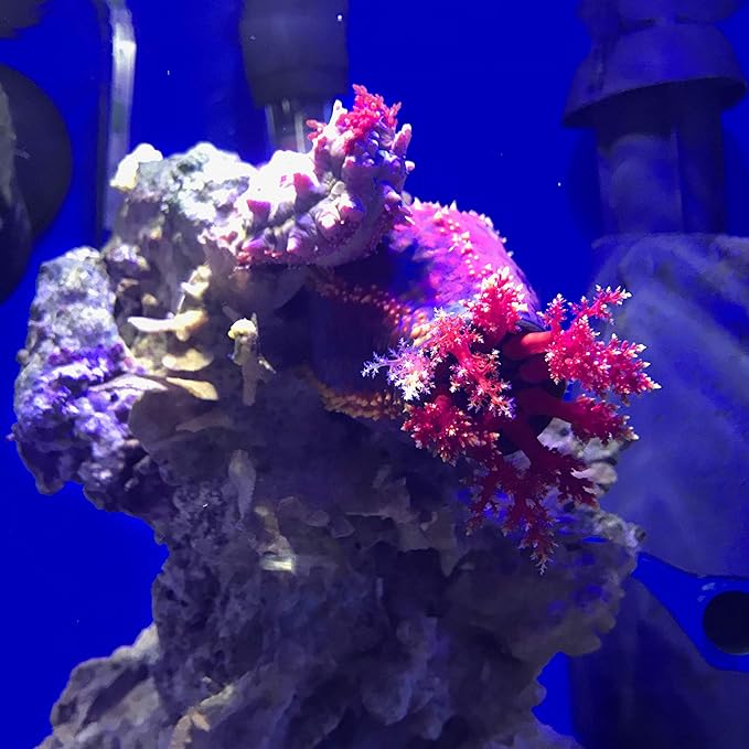 Seachem Prime Fresh and Saltwater Conditioner - Image 3