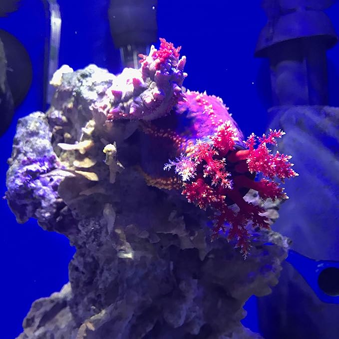 Seachem Prime Fresh and Saltwater Conditioner - Image 7