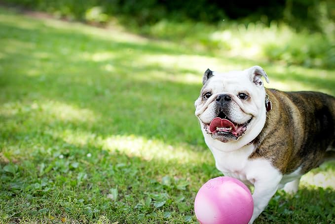 Jolly Pets Bounce-n-Play Dog Toy Ball, 6 Inches, 6 Inches/Medium - Image 2