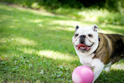 Jolly Pets Bounce-n-Play Dog Toy Ball, 6 Inches, 6 Inches/Medium - Image 2