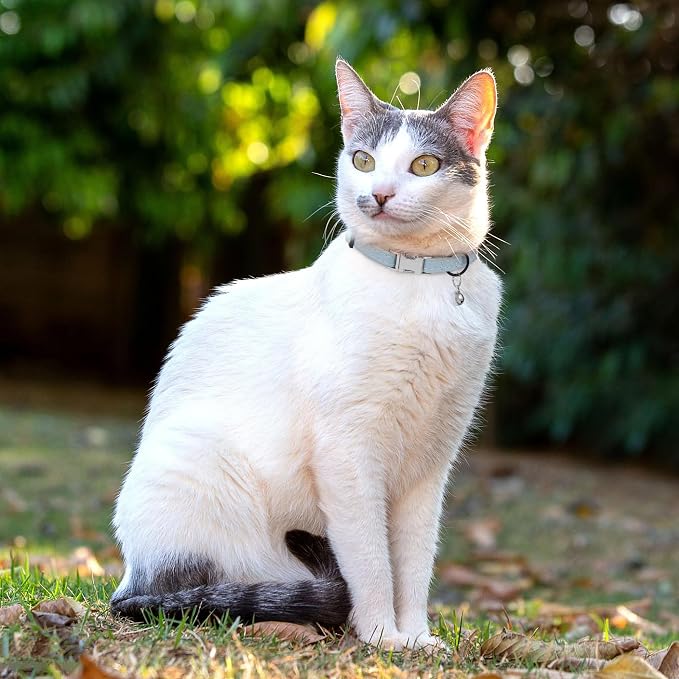 Leather Cat Collar with Buckle and Removable Bell - Image 6