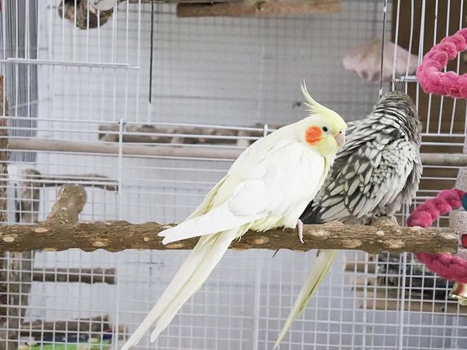 Large Natural Pepper Wood Parrot Stand Branch, Wooden Perch - Image 4