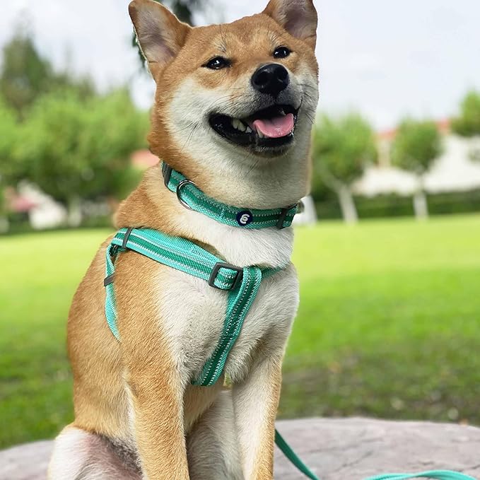 Blueberry Pet Essentials Matching Small Dog Collar | Adjustable Classic Solid - Image 8