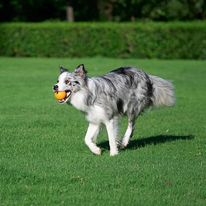 Amazon Basics Interactive Bouncy Durable Rubber Dog Toy Balls, 2.5 inch - Image 7