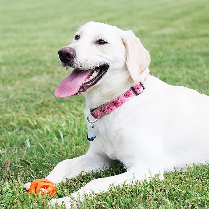 Chuckit! Air Fetch Ball Dog Toy - Image 4