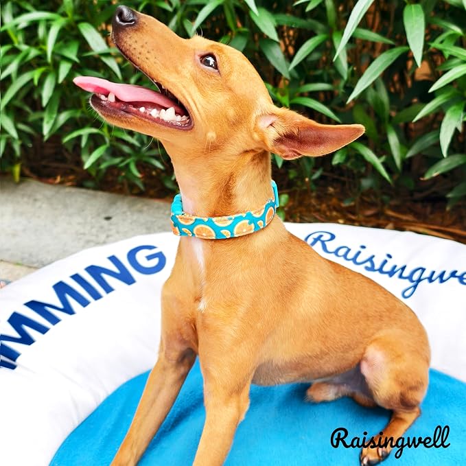Cute Dog Collar Fruit Orange Pattern - Image 5