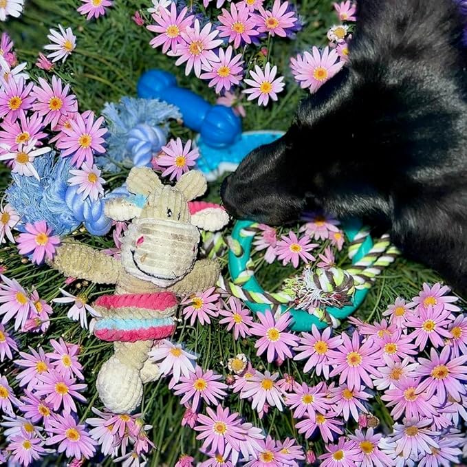 rocket & rex Dog Chew Toy Set for Small to Medium Breeds, Includes All Natural - Image 8