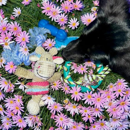 rocket & rex Dog Chew Toy Set for Small to Medium Breeds, Includes All Natural - Image 8