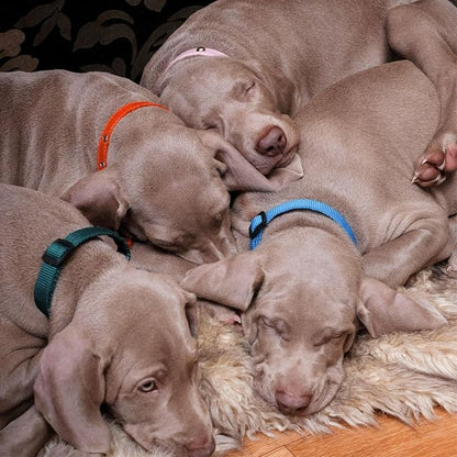 Okuna Outpost Puppy Collars - Image 3
