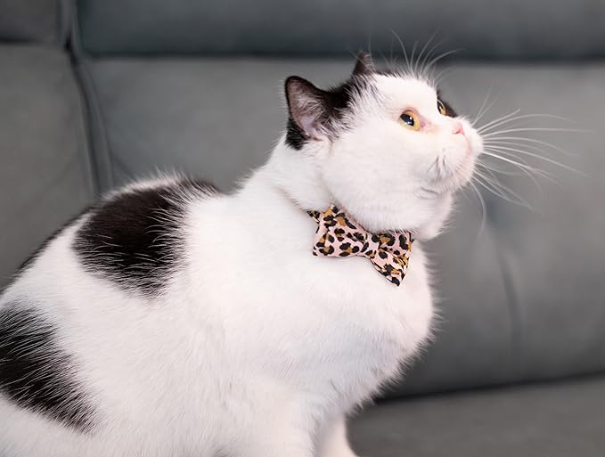 Collar for Cat Pet Breakaway - Image 4