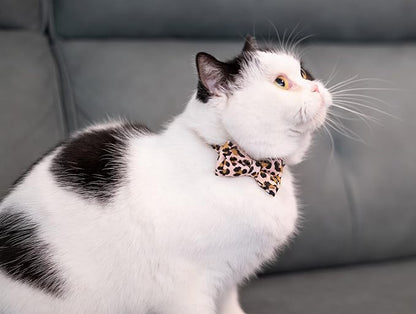 Collar for Cat Pet Breakaway - Image 4