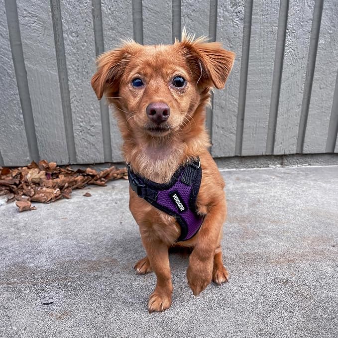 Voyager Step-in Pet Harness - Image 8