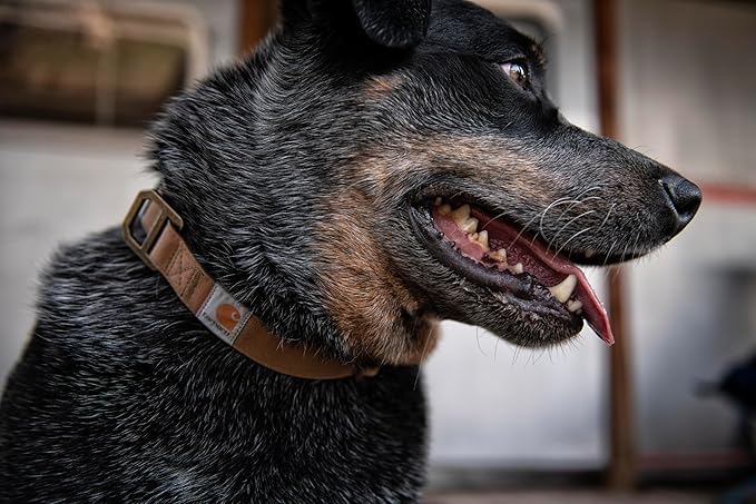 Carhartt Nylon Duck Dog Collar, Fully Adjustable Durable 2-Ply Cordura Nylon - Image 6