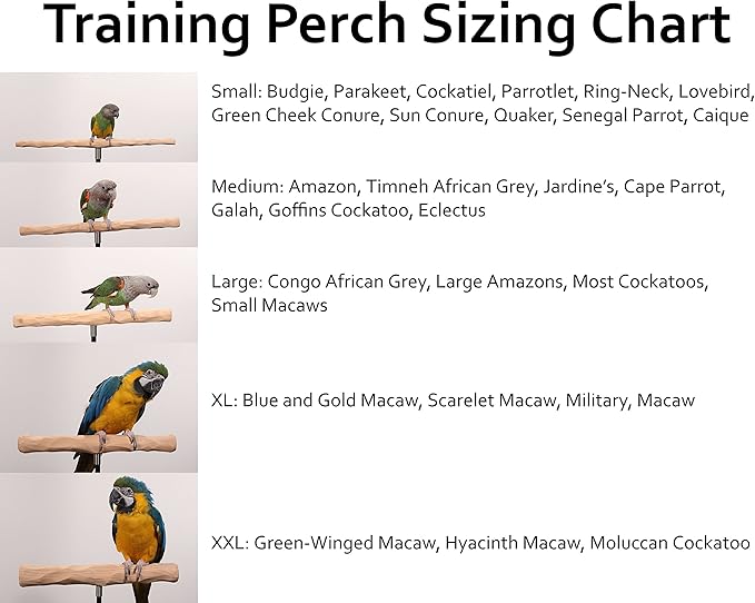 Parrot Training Perch Stand - Image 4