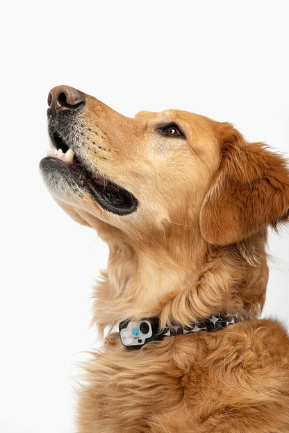 MS-5 Designer Series, Premium Performance Automatic Pet Door Collar by High - Image 2