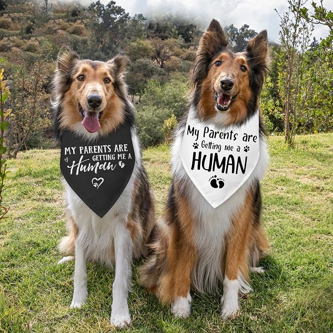 2 Packs My Parents are Getting Me a Human Gender Reveal Dog Bandana Pregnancy - Image 3