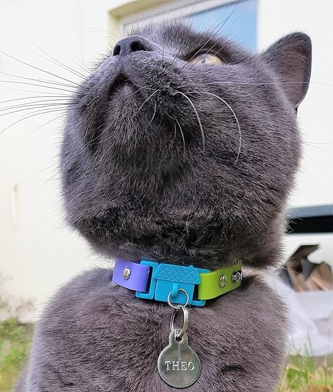 Kittyrama Cat & Kitten Collar - Image 4