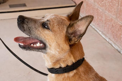 Starmark Pro-Training Dog Collar Small - Image 6