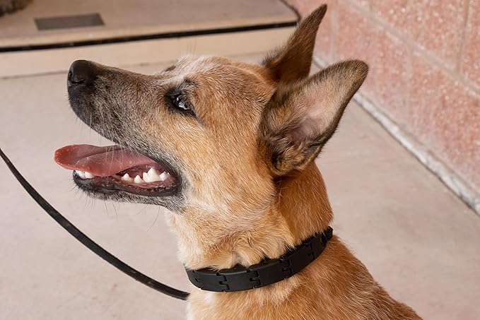 Starmark Pro-Training Dog Collar Large - Image 6